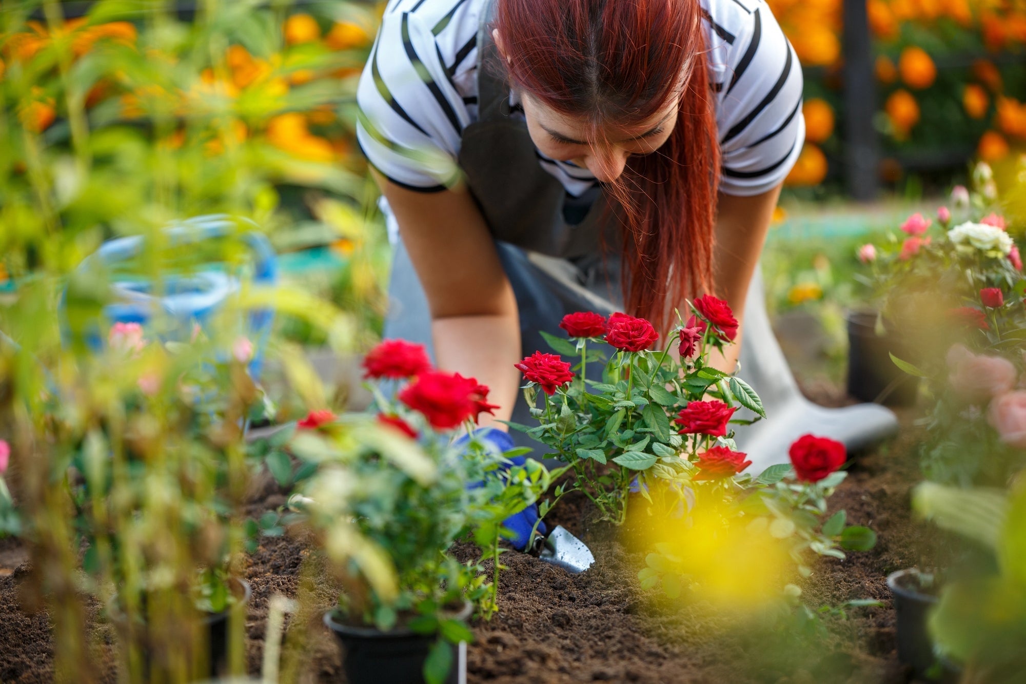 Rosen pflanzen: Wann und wie du sie richtig in deinem Garten setzt