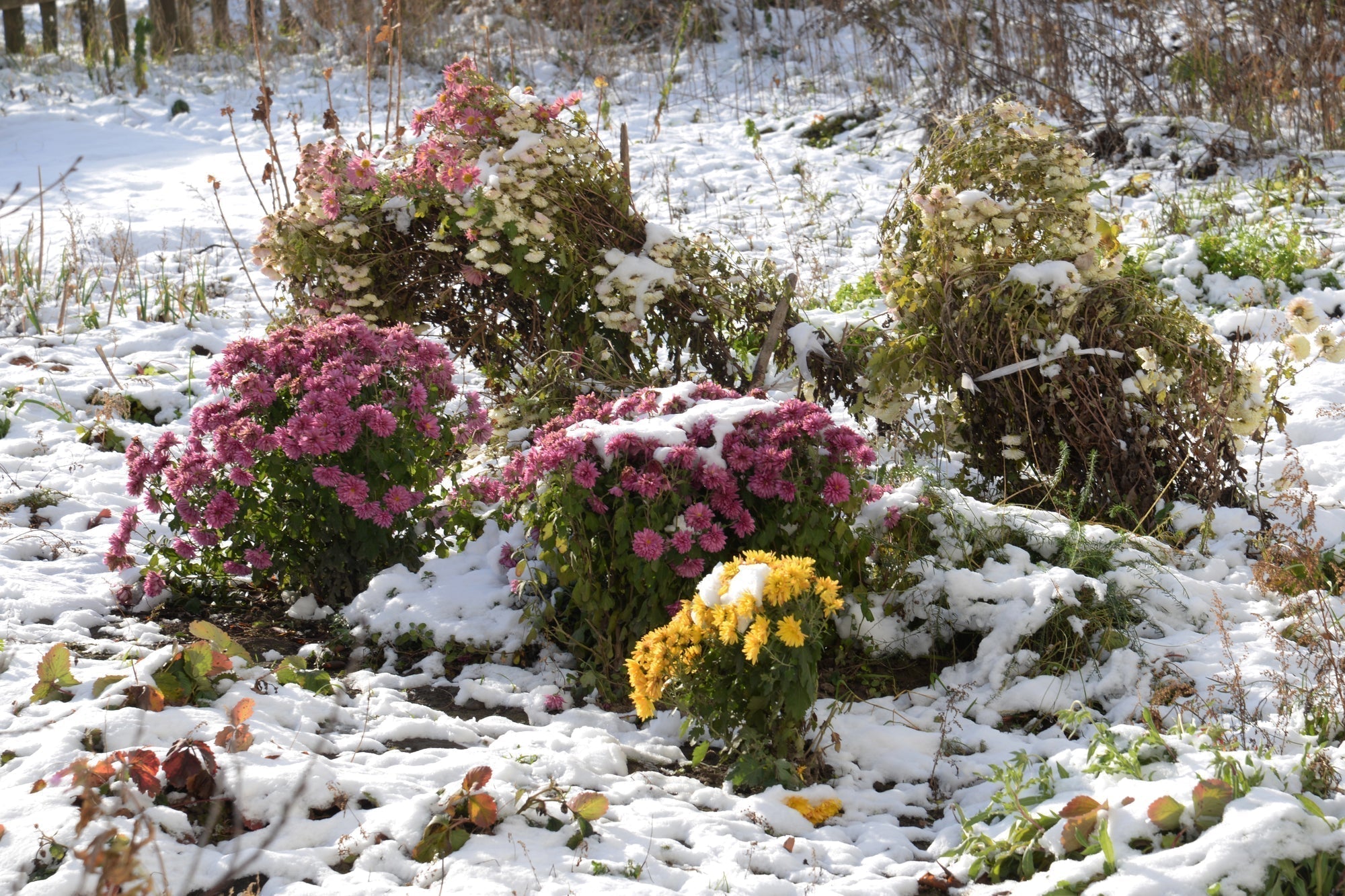 Blühendes Herbst und Winterbeet anlegen: Tipps für ein farbenfrohes Staudenbeet