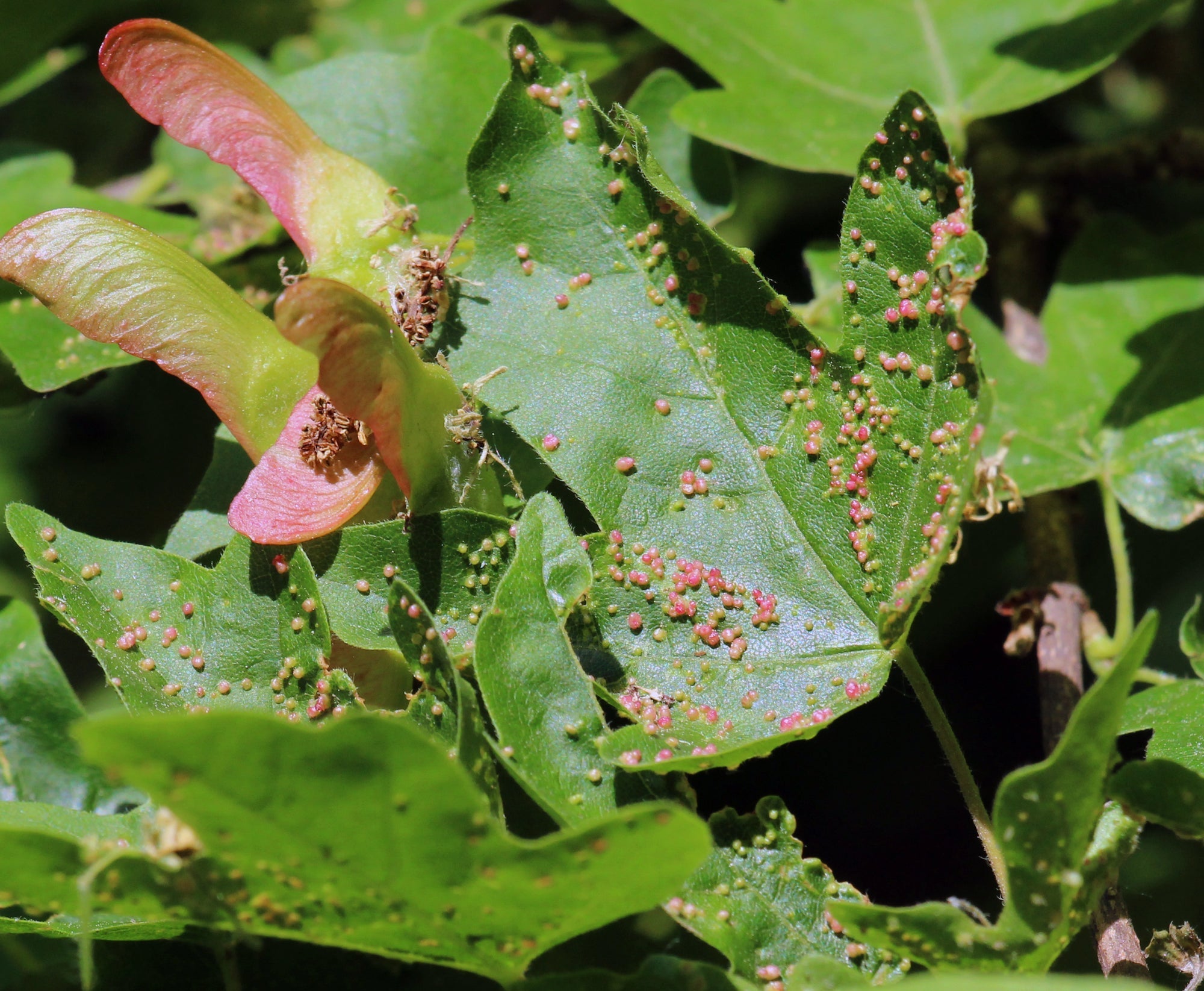 Schädlinge bei Zimmerpflanzen: So bekämpfst du Parasiten effektiv und schützt deine Pflanzen – auch im Winter