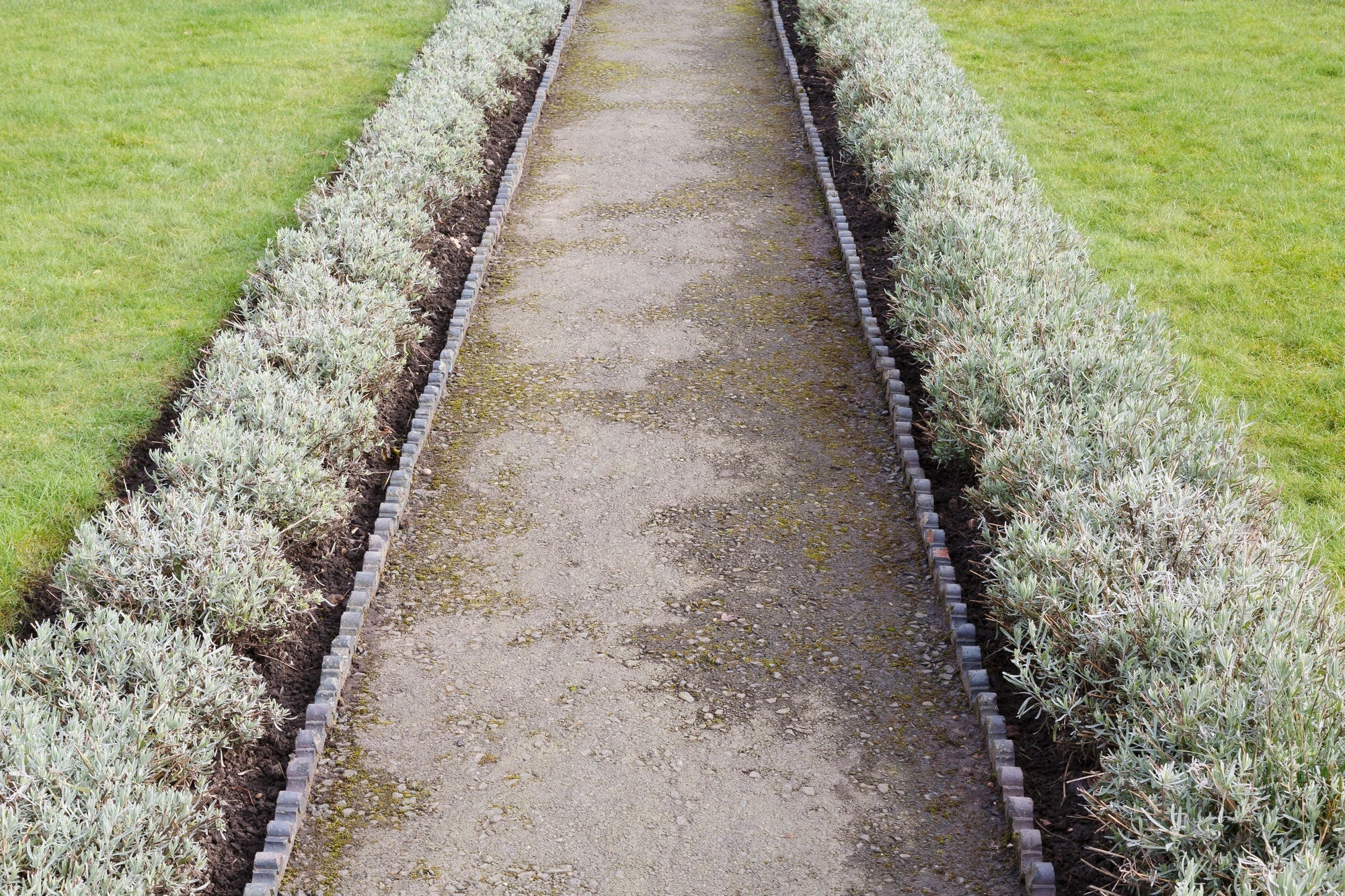 Einfassungspflanzen im Garten: Blühende, immergrüne Beeteinfassungen aus Stauden & Kräutern pflanzen