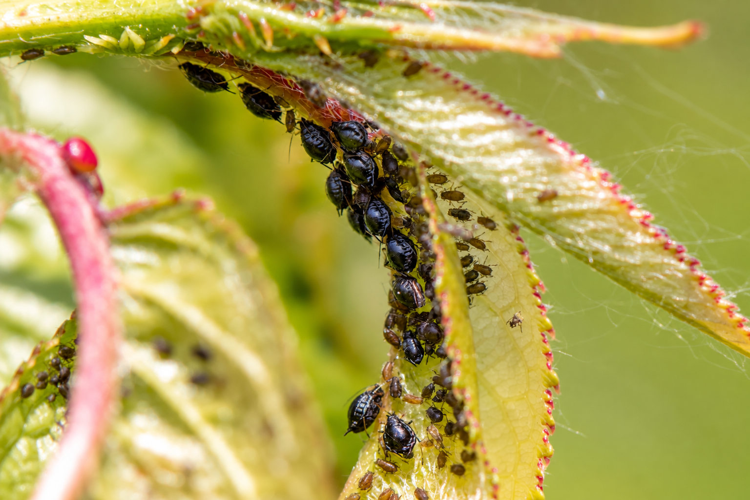 Blattläuse bekämpfen: Die besten Tipps und Hausmittel für Deinen Garten