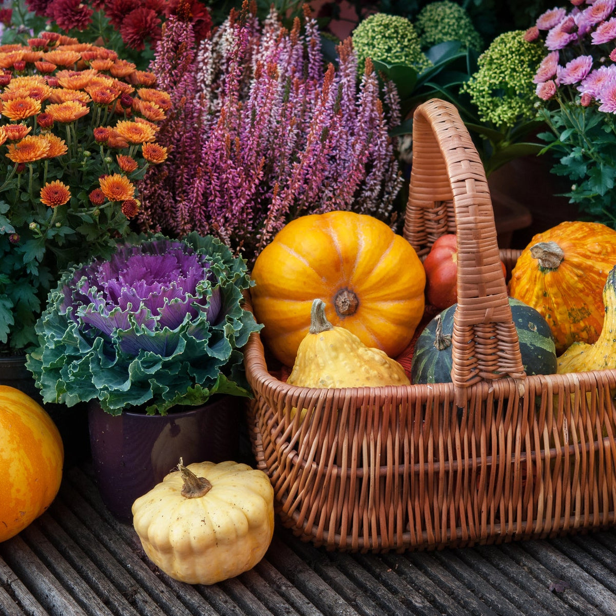 Kbel und Topf: Blumenzwiebeln herbstlich bepflanzen &im Herbst setzen
