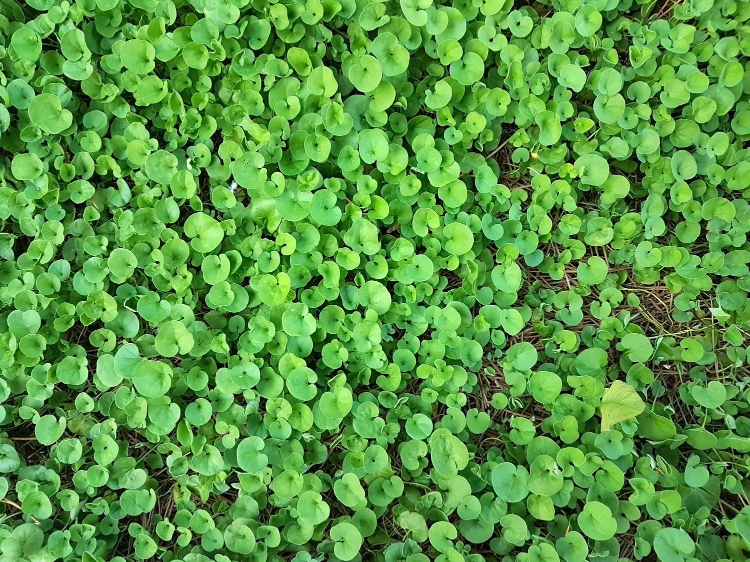 Dichondra repens: Der Rasen, der nicht gemäht werden muss