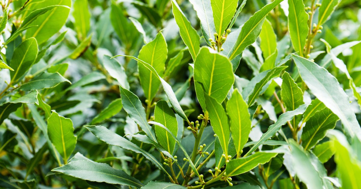 monstera dünger kaufen Jetzt Palmen- & Grünpflanzendünger