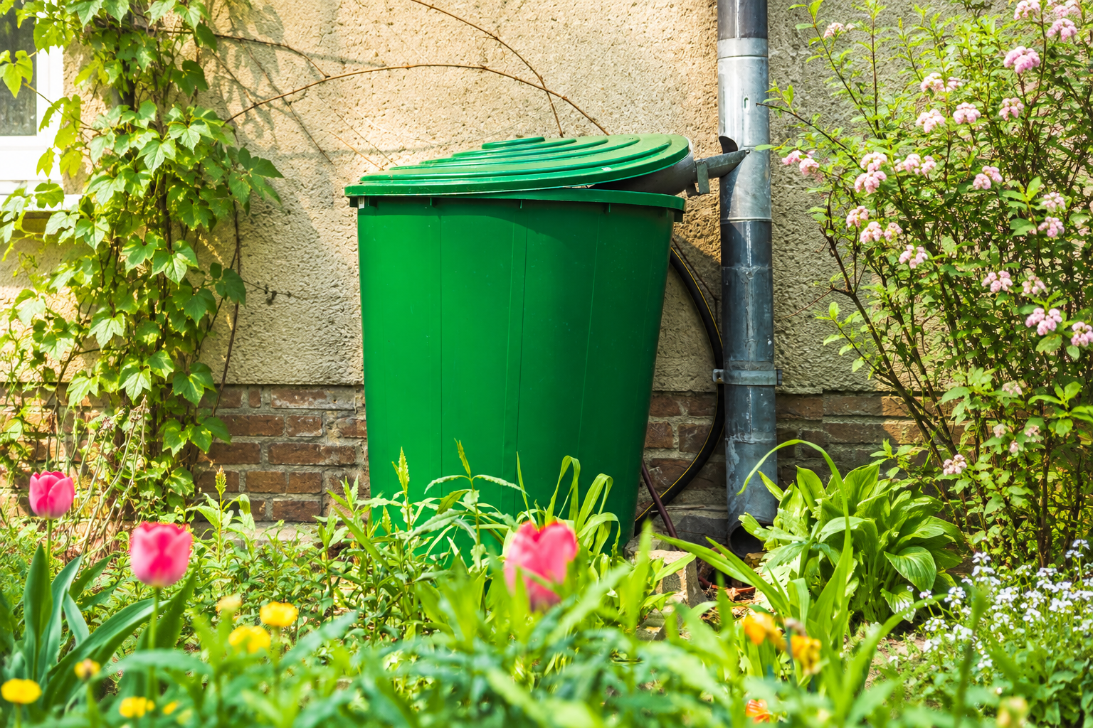 Regenwassernutzung im Garten: Effizient Wasser sammeln und nutzen