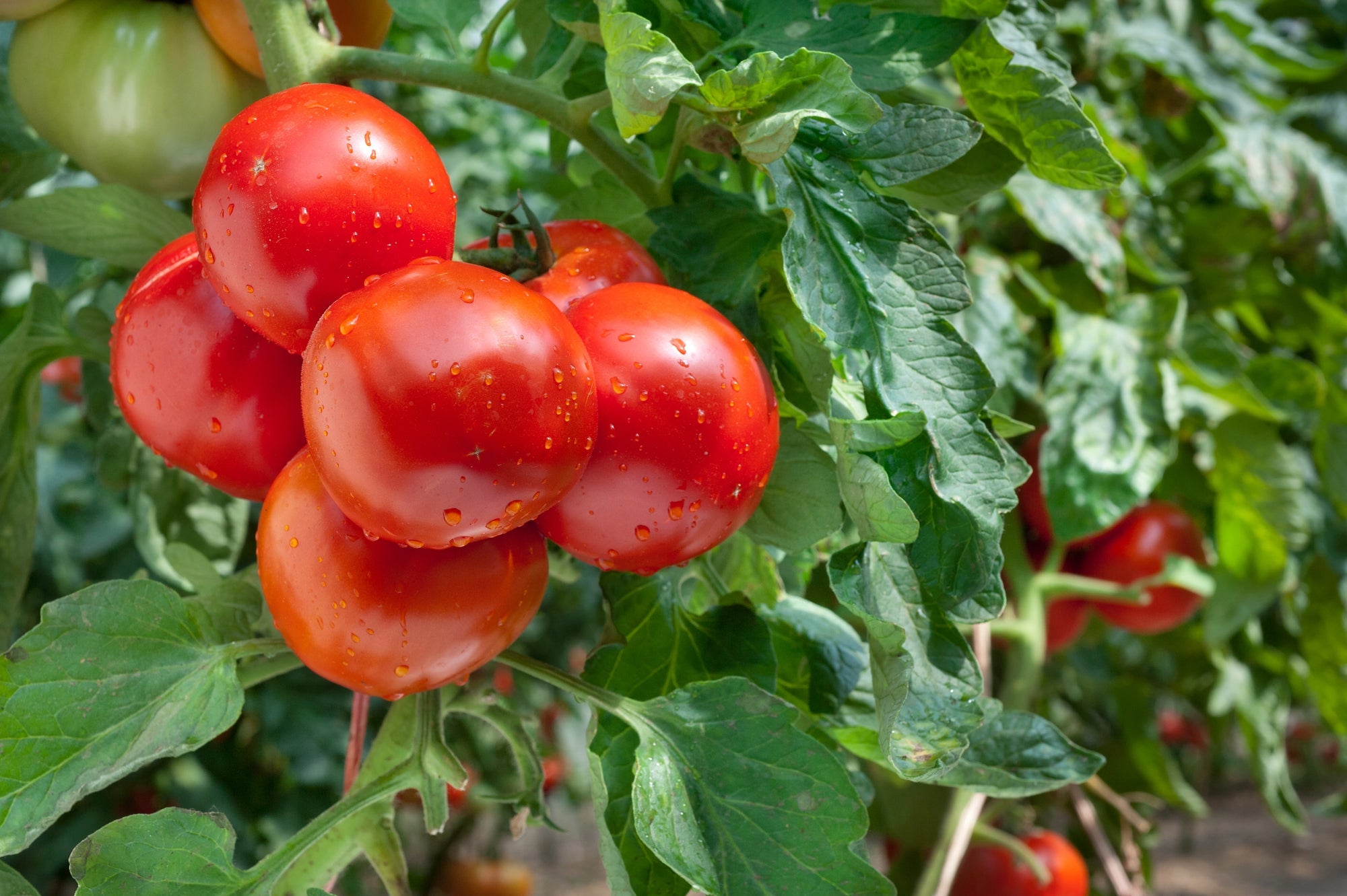 Tomaten anbauen Titelbild