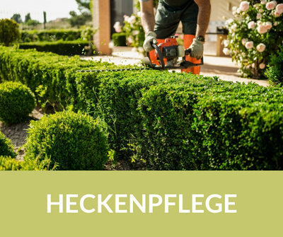 Heckenpflege