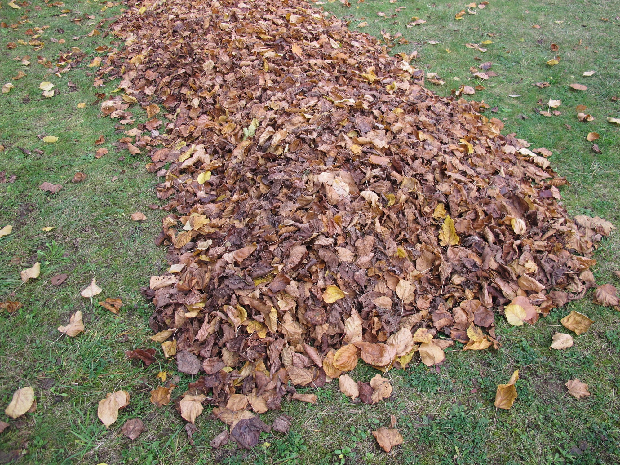 Laub auf Rasen