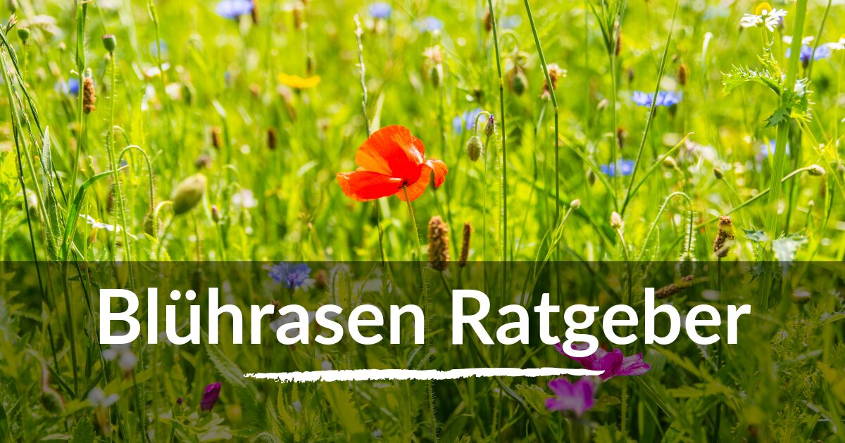Read more about the article Blührasen Ratgeber