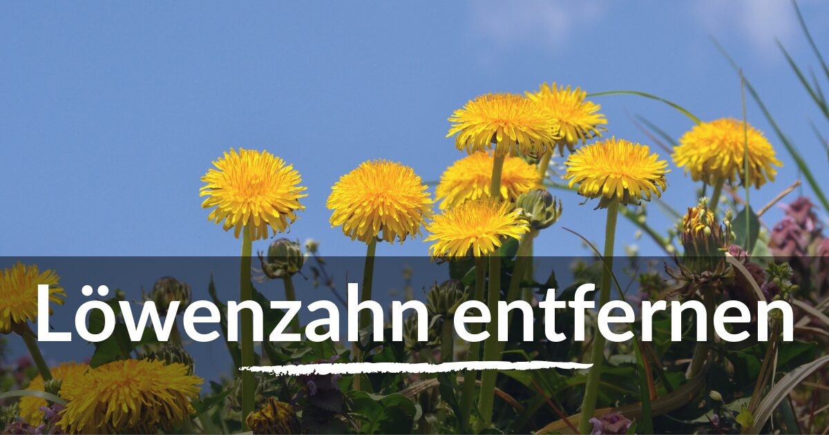 You are currently viewing Löwenzahn entfernen