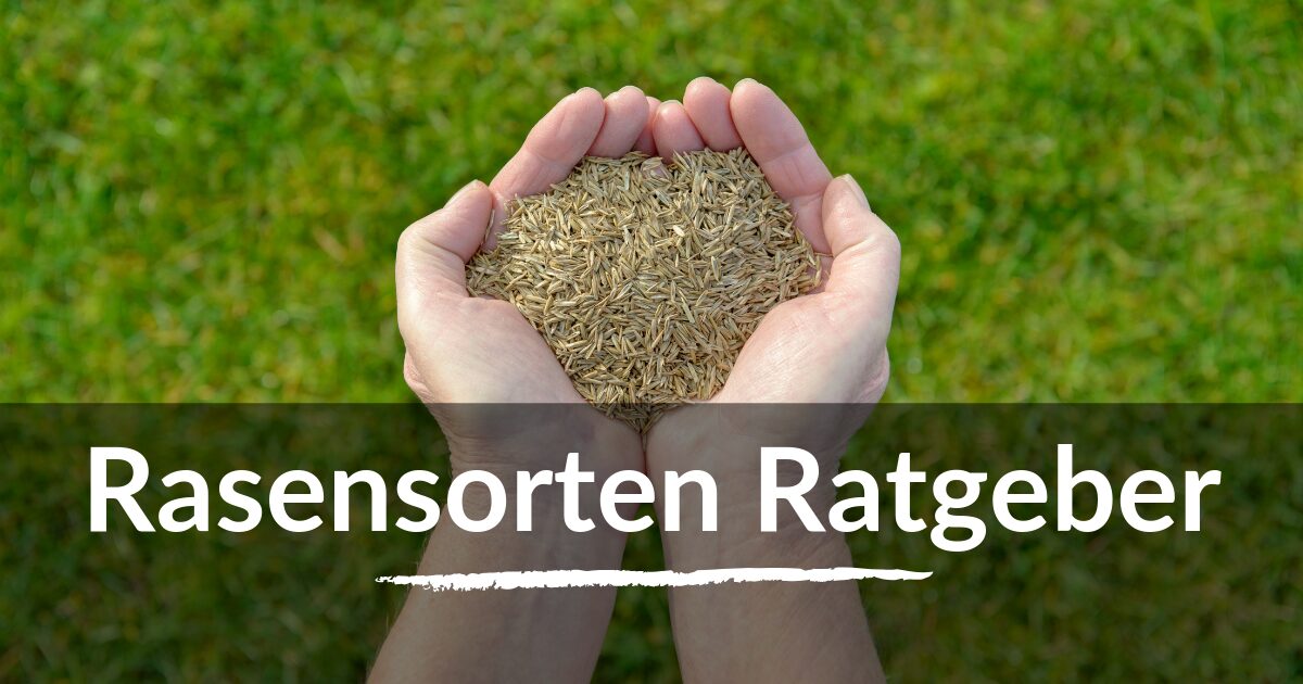 Read more about the article Rasensorten – Welcher Rasen passt zu Dir?