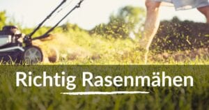 Read more about the article Rasen mähen