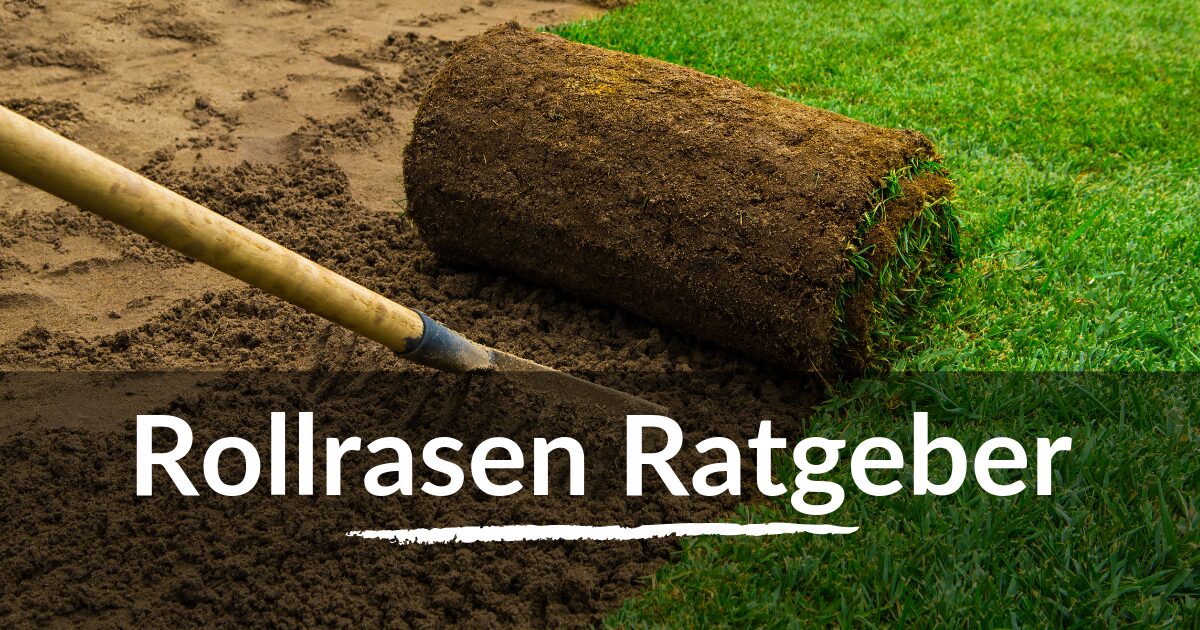Read more about the article Rollrasen Ratgeber