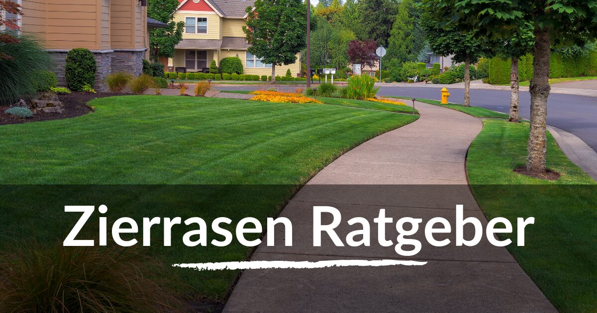 Read more about the article Zierrasen Ratgeber