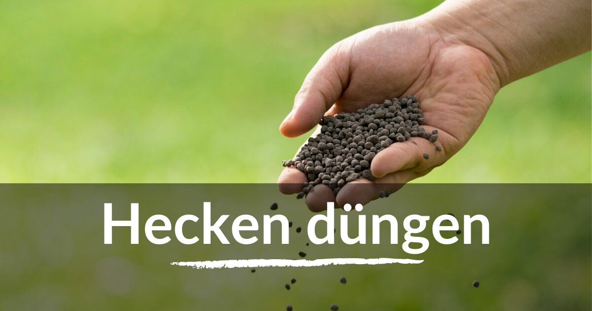 You are currently viewing Hecken düngen