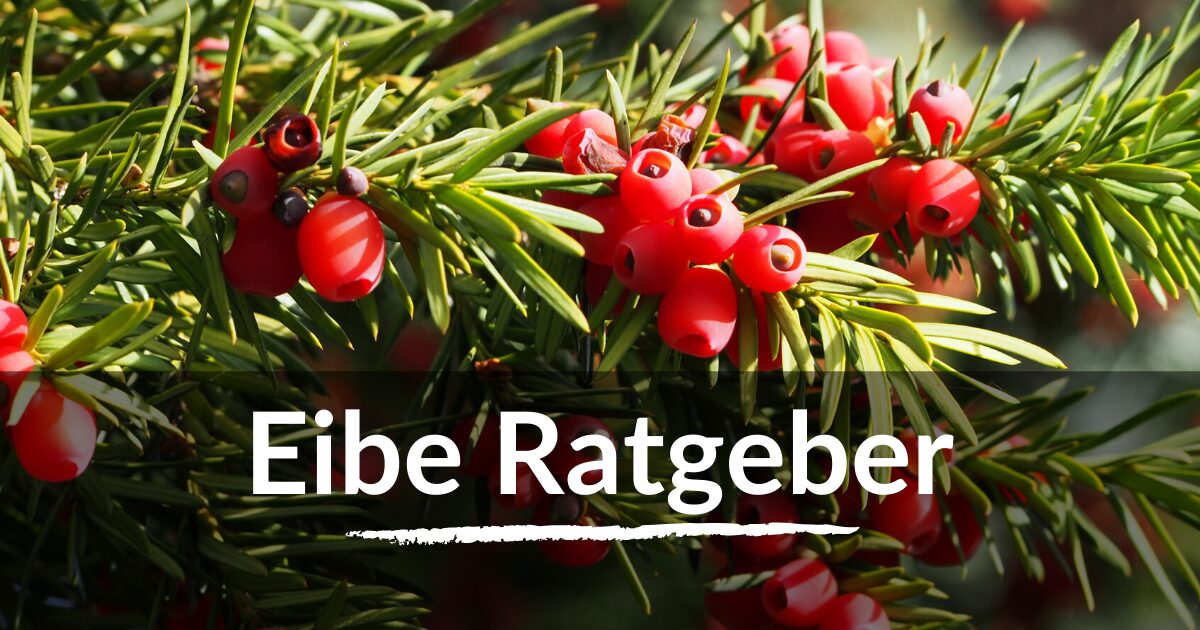 Read more about the article Eibe Ratgeber