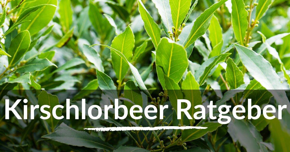 Read more about the article Kirschlorbeer Ratgeber
