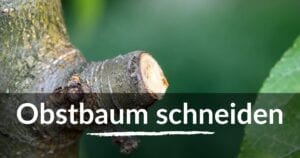 Read more about the article Obstbaum schneiden